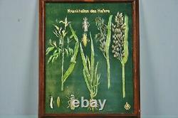 Antique German education display boards, diseases of crops, c. 1935