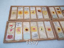 Antique Glass Microscope Slides