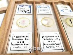 Antique Large Quantity of Microscope Slides Wooden Collectors Box T Gerrard & Co