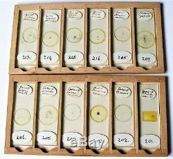 Antique MICROSCOPE SLIDES (72) in MILLIKIN & LAWLEY Pine DISPLAY CASE