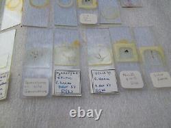 Antique & Vintage Glass Microscope Slides