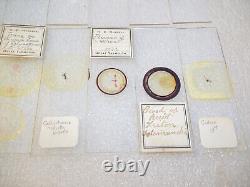 Antique & Vintage Glass Microscope Slides