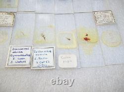 Antique & Vintage Glass Microscope Slides