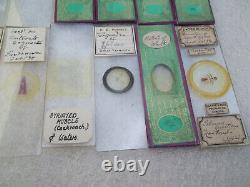 Antique & Vintage Glass Microscope Slides