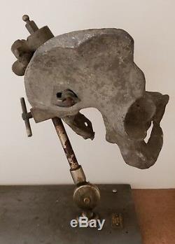 Antique Vintage Medical Pelvis Back Bones Clay-adams Skeletons Ny Museum Quality