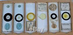 Collection of 42 ANTIQUE MICROSCOPE SLIDES in a Pine DISPLAY CASE