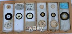 Collection of 42 ANTIQUE MICROSCOPE SLIDES in a Pine DISPLAY CASE