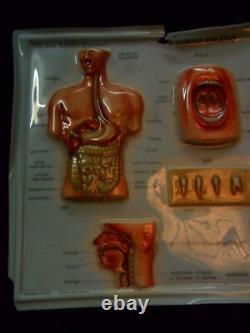 Crane Scientific Rico Florence Years 60 The Body Human Board. Vintage