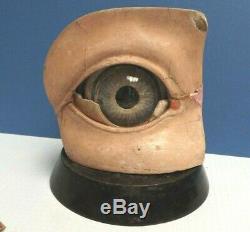 EYE Model Eye C1870 Plaster & Papier Mache Eye Hand Painted Rare