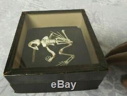FROG Articulated Skeleton Zoology Flatters & Garnett C1920 Taxidermy
