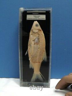 Fish Preserved Specimen Dissection T. Gerrard & Co Roach Swim Bladder