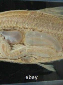 Fish Preserved Specimen Dissection T. Gerrard & Co Roach Swim Bladder