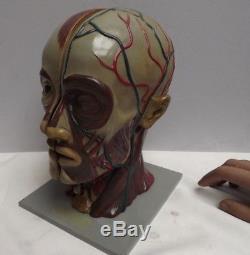 HEAD Anatomical Model C1930 Composite Hand Painted Original condition