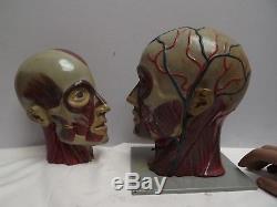 HEAD Anatomical Model C1930 Composite Hand Painted Original condition