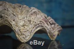 Large Clam Shell Specimen Antique Curio Unusual Taxidermy Conchology