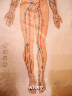 Model Anatomy Board Anatomic 3D Body Human System Cardiovascular nova rico