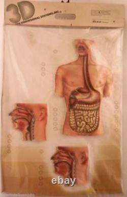 Model Anatomy Board Anatomic 3D Body Human System Digestive Tract nova rico