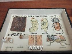 Museum Mount (wood boring beetle) Life History German whole mount