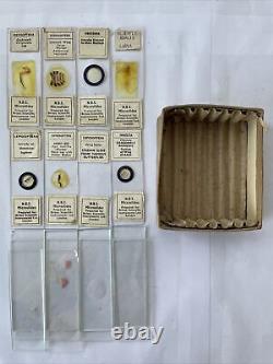 RARE Antique Microscope Slides Collection x8 BRITEX Insects Disease