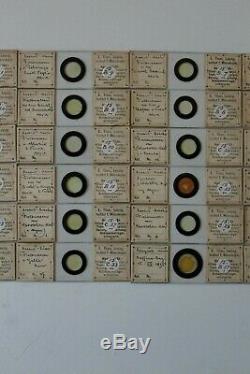 Very Fine Cased Set Of 36 Antique Marine Diatom Microscope Slides By Eduard Thum