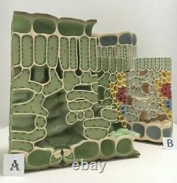 Vintage Biology Cell Educational Models botanical models