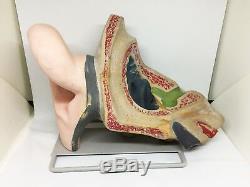 Vintage Human Ear Model HUMAN BIOLOGY Anatomical Auditory ENT Otolaryngologist