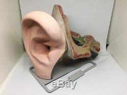 Vintage Human Ear Model HUMAN BIOLOGY Anatomical Auditory ENT Otolaryngologist